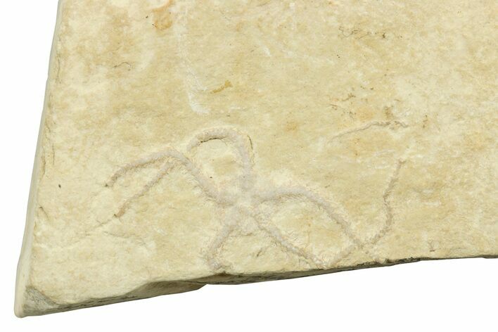 Jurassic Brittle Star Fossil - Solnhofen #242242